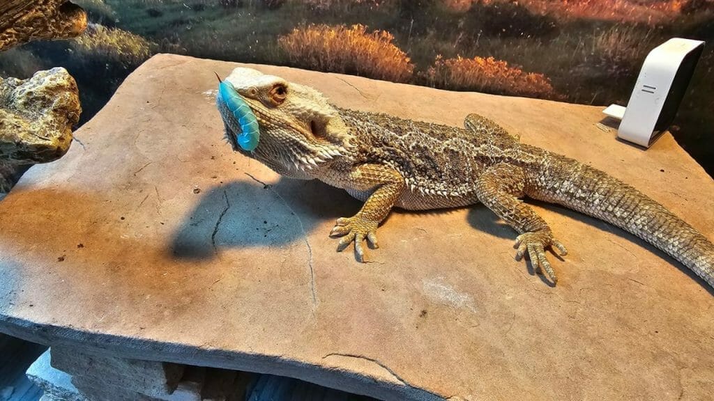 bearded dragon eating worm