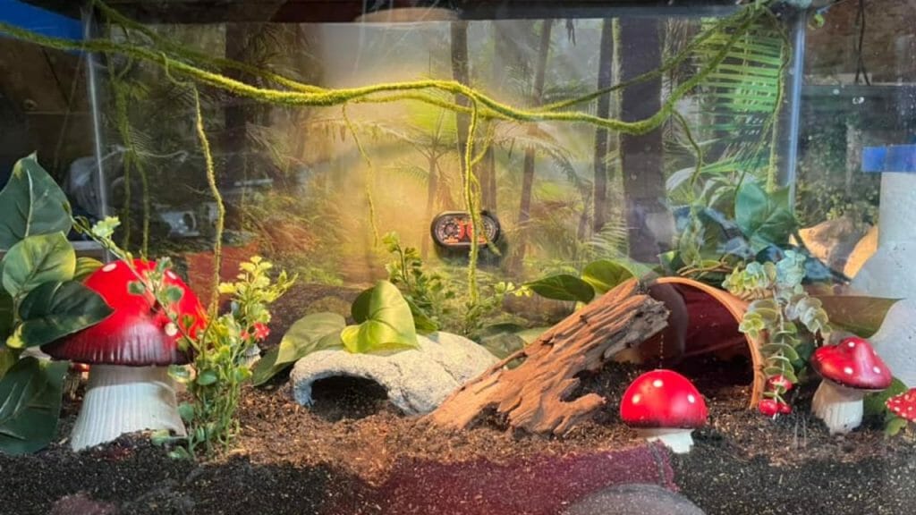 pacman frog habitat with wood, hideout and mushroom decoration