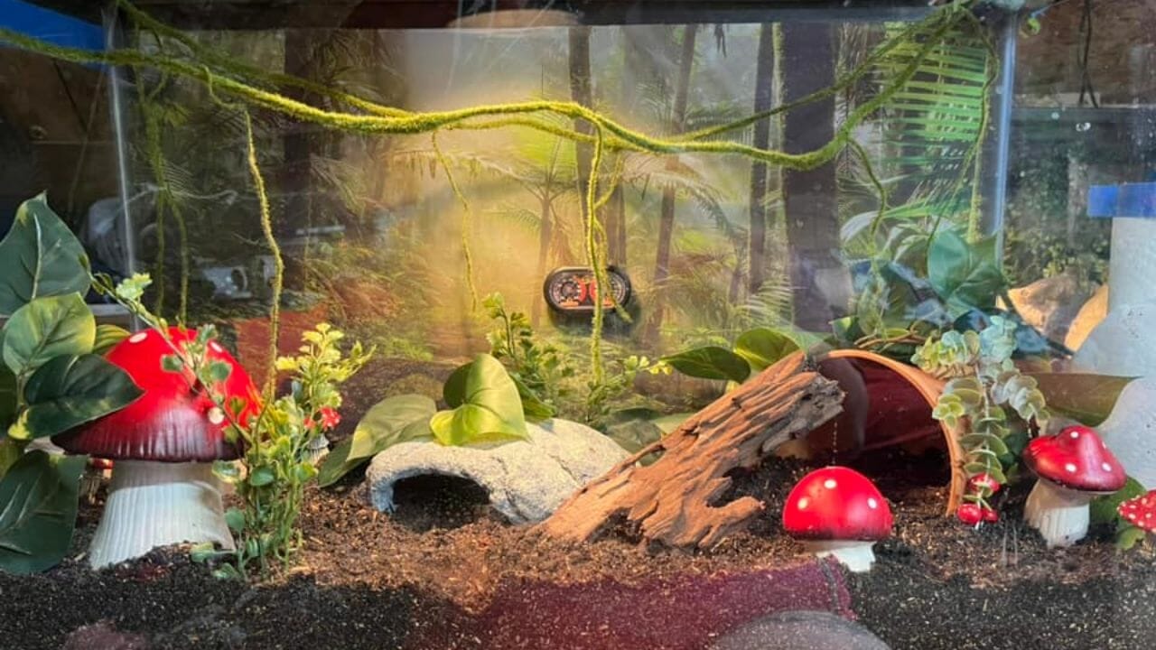 How To Setup A Pacman Frog Habitat? [Setup Ideas] – Acuario Pets