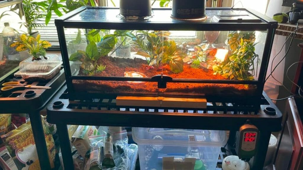 proper pacman frog enclosure setup