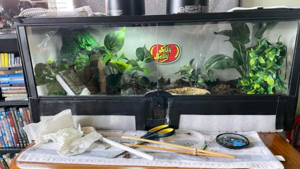 simple pacman frog enclosure with plants