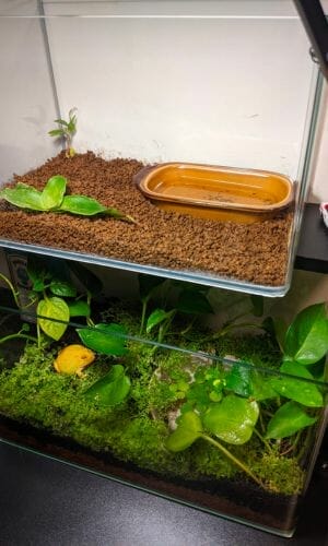 minimalistic pacman frog habitat setup