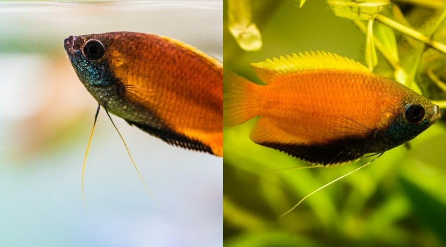 Honey Gourami