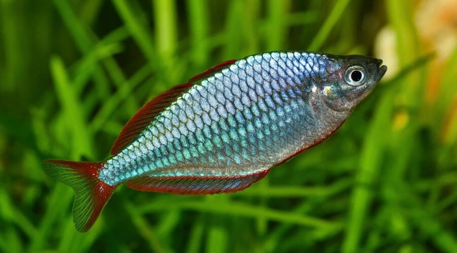 Dwarf Neon Praecox Rainbowfish
