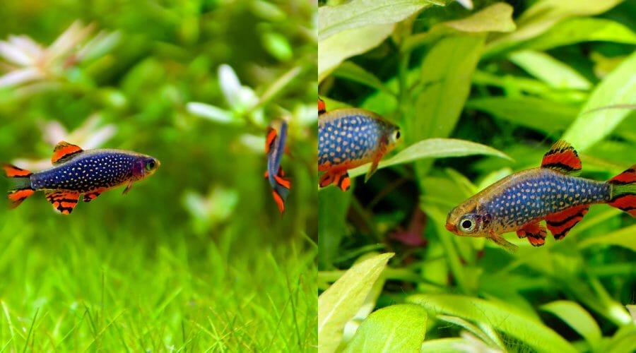 Celestial Pearl Danio