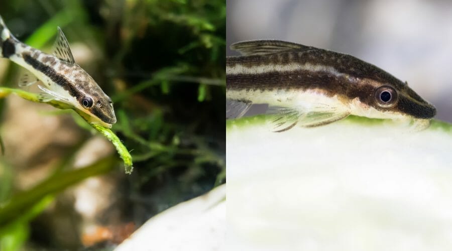 Otocinclus Catfish