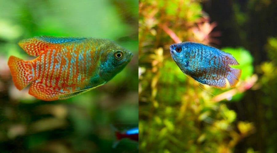 Dwarf Gourami