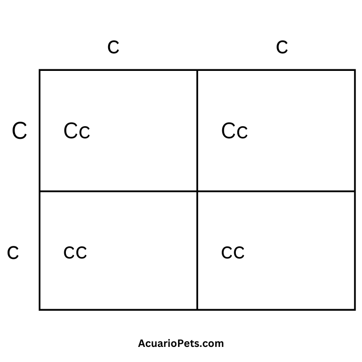 How To Use A Betta Fish Punnett Square? [Beginner’s Guide] – Acuario Pets