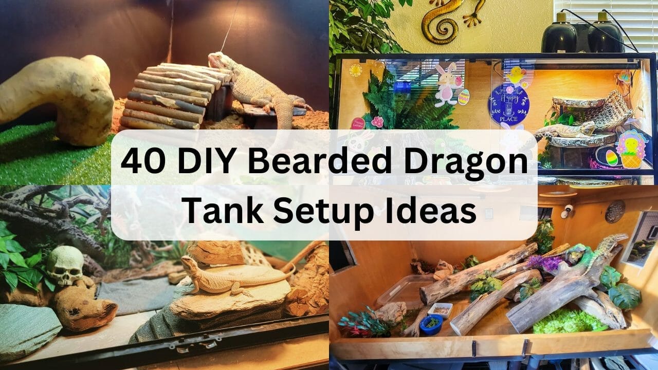 40 DIY Bearded Dragon Tank Setup Ideas For Creative Owners Acuario Pets
