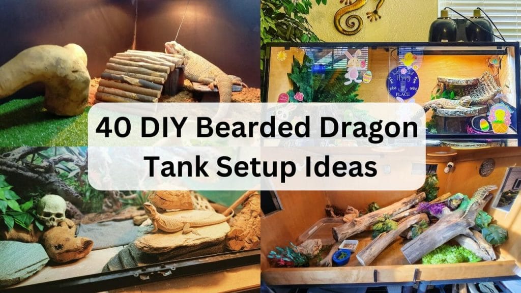 diy bearded dragon tank setup ideas