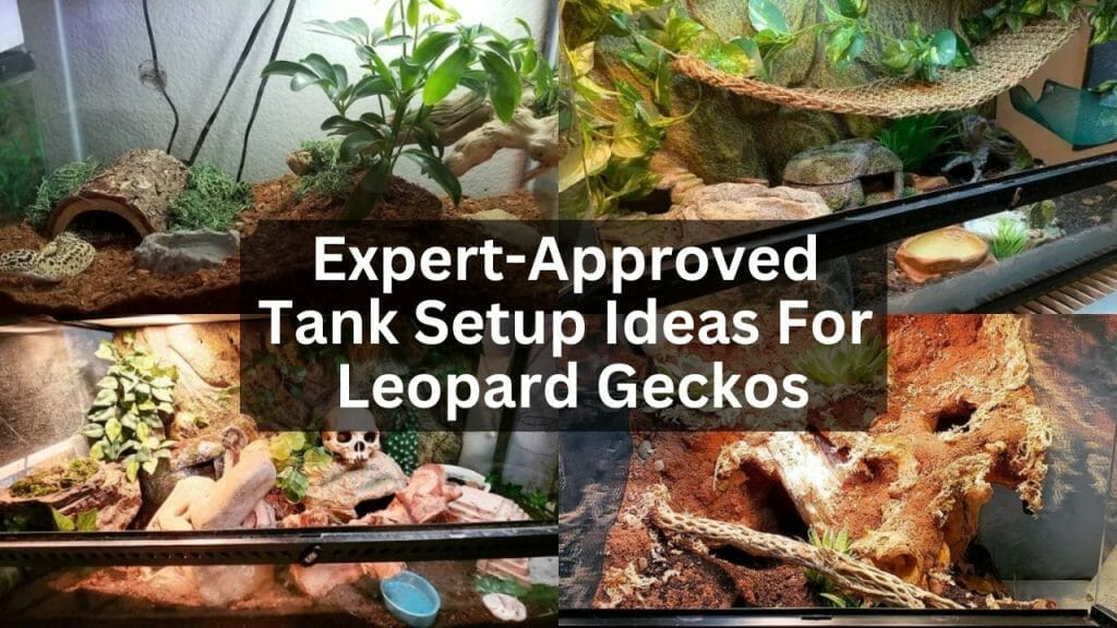 Expert-Approved Tank Setup Ideas For Leopard Geckos