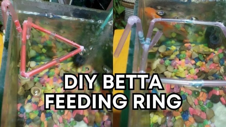 DIY Betta Feeding Ring: 3 Methods (Circle, Square, Triangle)