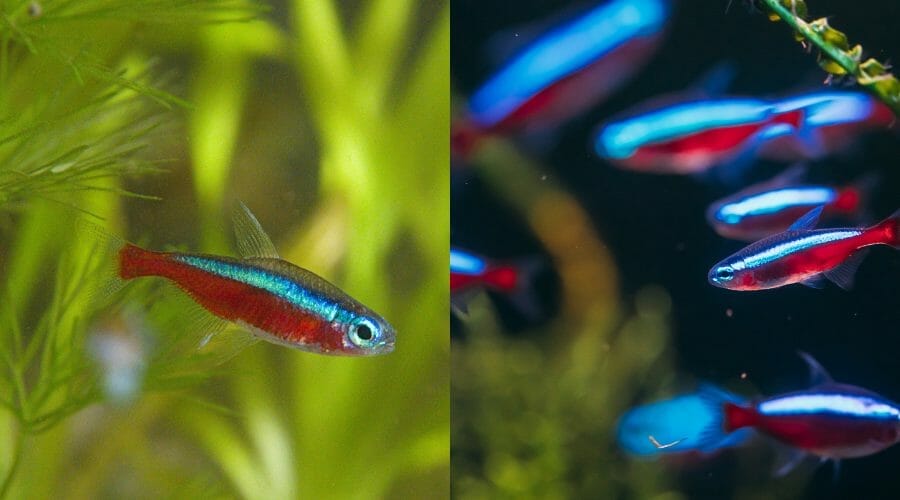 Cardinal Tetra