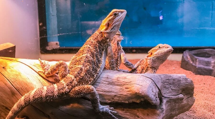 Which Lights Are Best For Breeding Bearded Dragons?