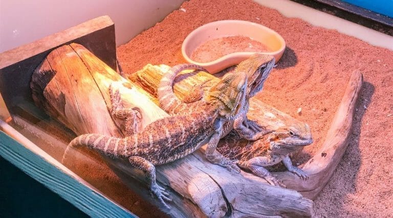 Why Is My Bearded Dragon Breathing So Fast?