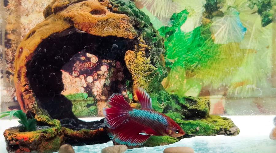 What To Do If Betta Fish Food Is Too Big?- Will It Die?