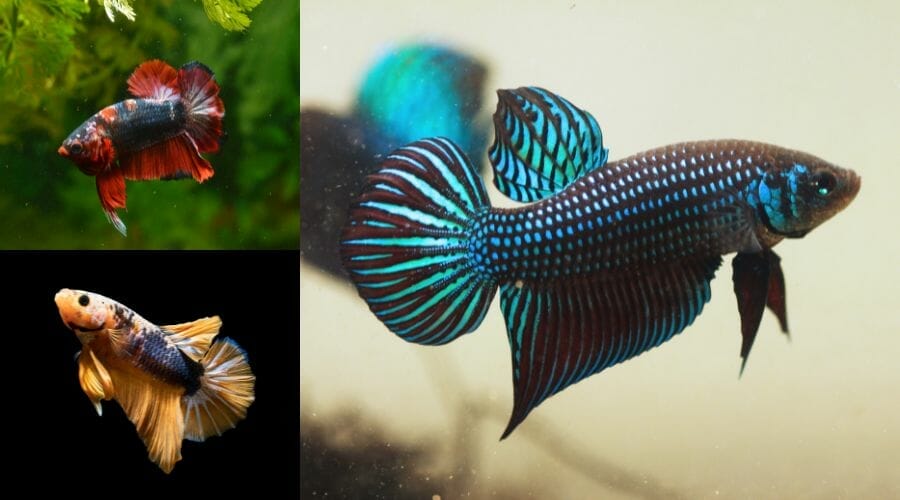 Betta Fish Genetics