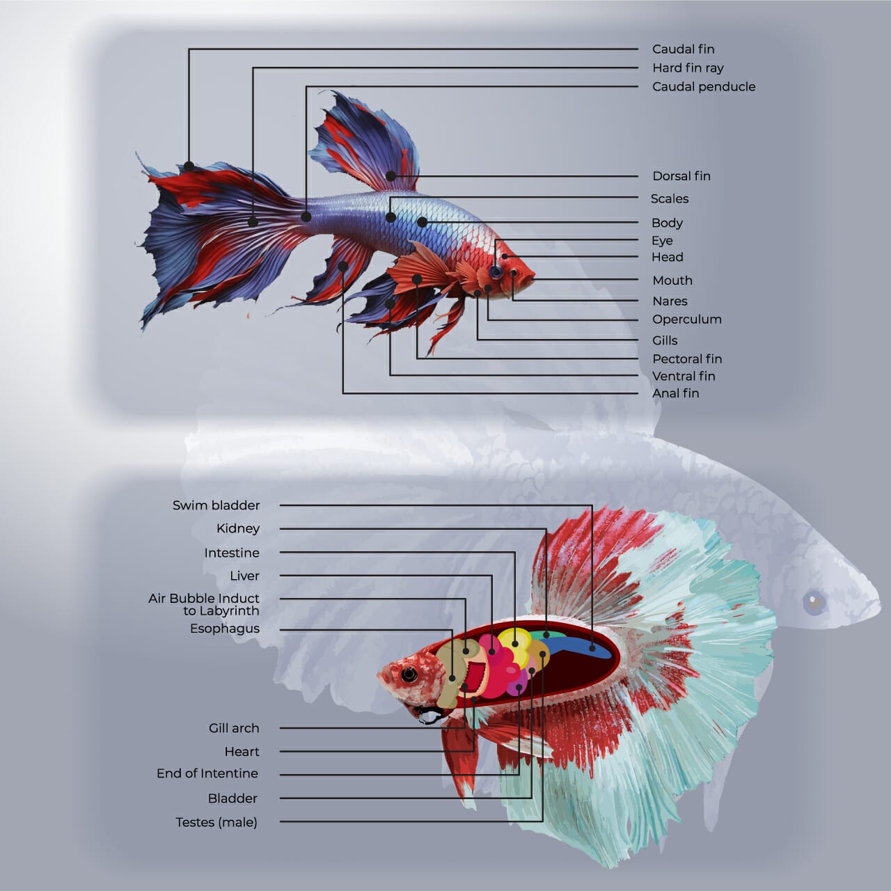 Betta Fish Anatomy: Male vs Female, Internal & External Differences