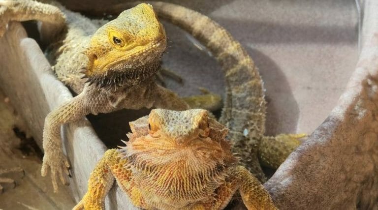 Bearded Dragon’s Tail Rot or Just Shedding? How to Tell Before It’s Too Late