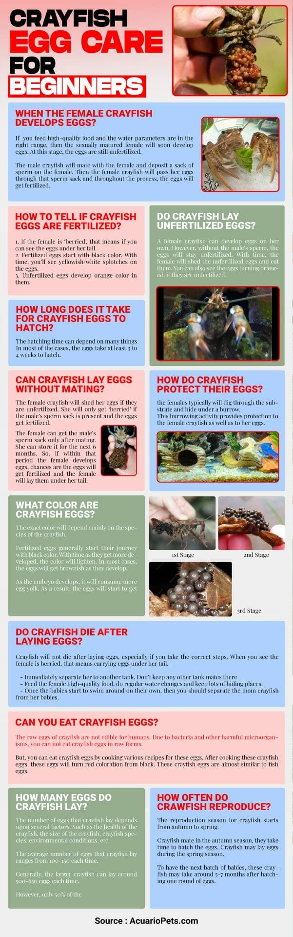 crayfish egg care for beginners infographic