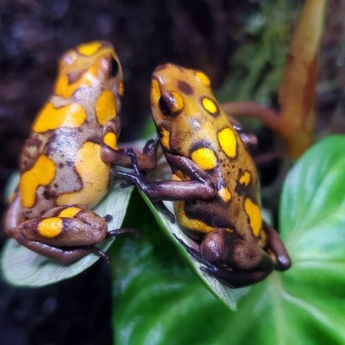 two yellow orange dart frogs