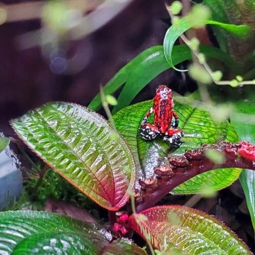 gorgeous pink-red dart frog