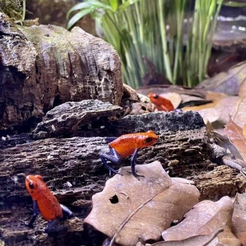 3 orange dart frogs