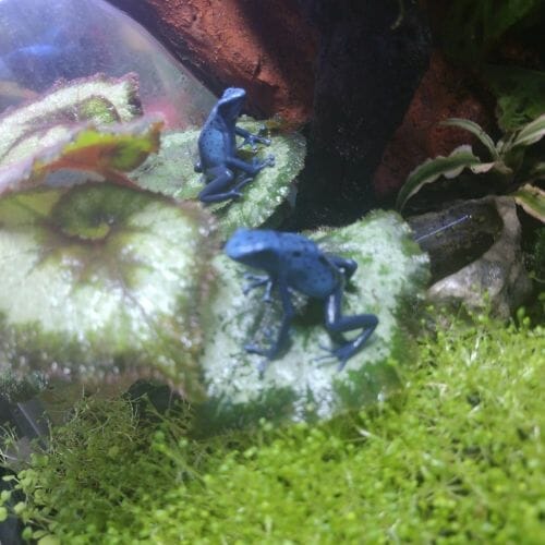 two blue dart frogs