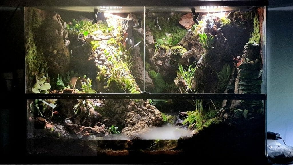 dart frog habitat