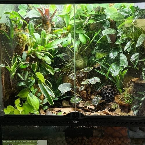 planted dart frog habitat