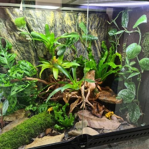 dart frog habitat with plants