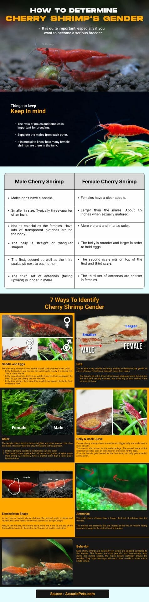 how to determine cherry shrimp gender infographic