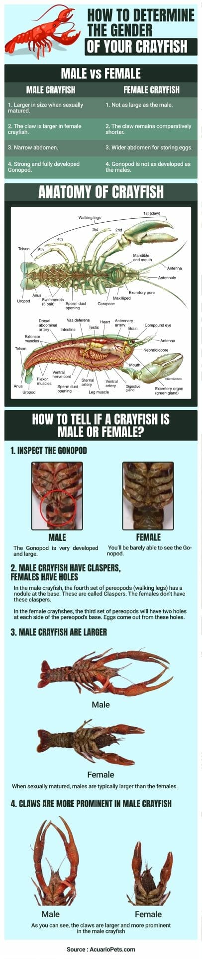 how to determine crayfish gender infographic