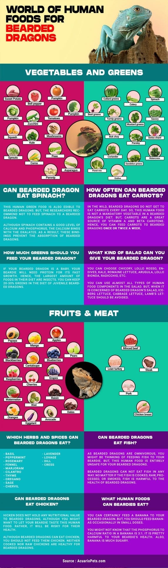 human foods for bearded dragons infographic