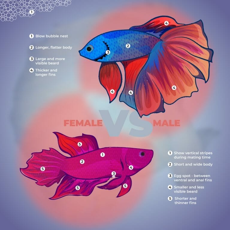 male vs female betta fish anatomy