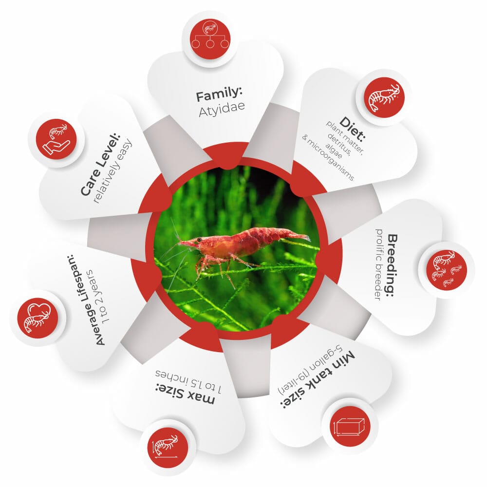 red cherry shrimp overview and facts