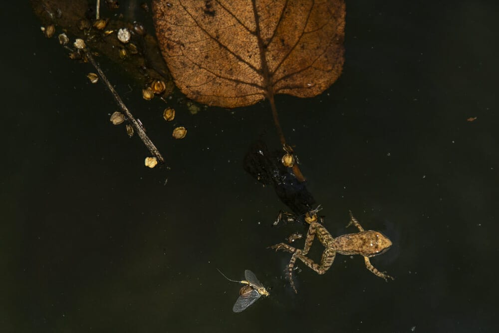 African Dwarf Frog Diet & Feeding Guide [Interesting Facts] – Acuario Pets