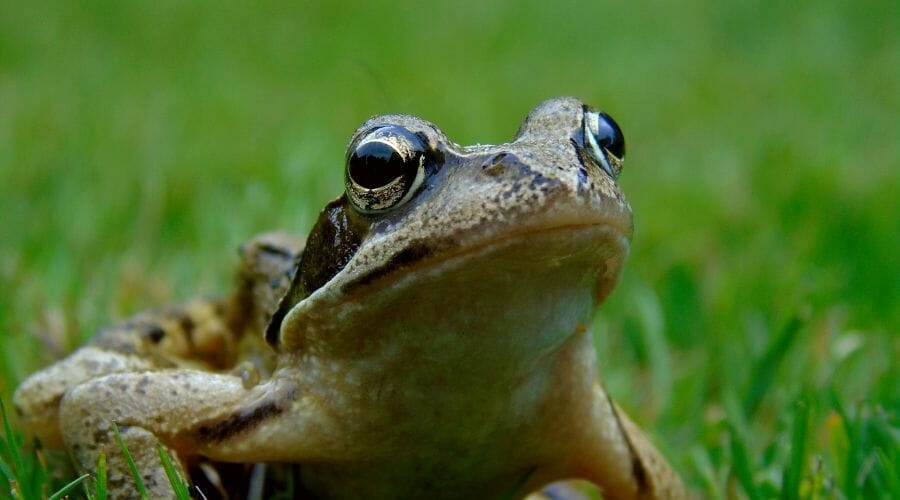 large eye frog on green grass