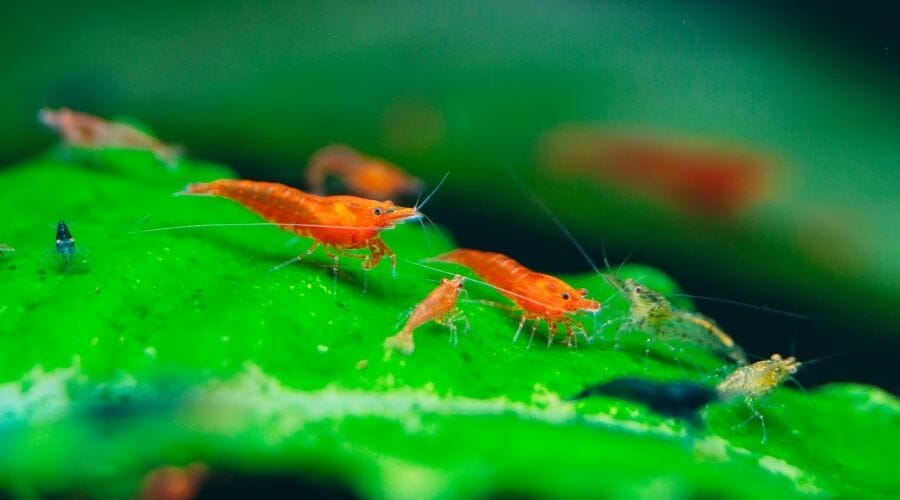 Can Cherry Shrimp Survive On Water Plants Alone?