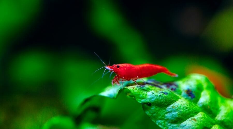 Do Cherry Shrimp Eat Plants? Acuario Pets