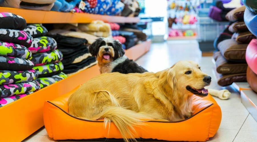 13 Unusual Pet Business Ideas to Inspire You! [Trends 2023]