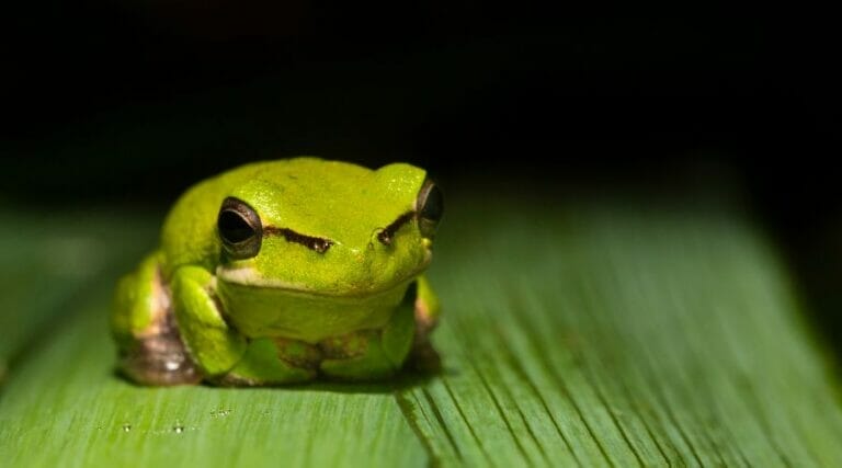 Why Do Frogs Bite Each Other? [10 Reasons]