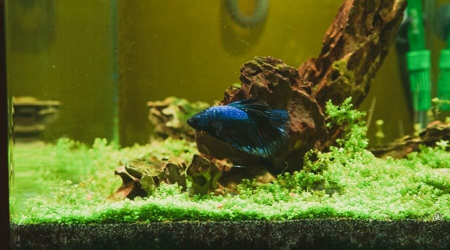 Do Betta Fish Like Color-Changing Lights?