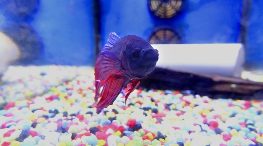 Do Betta Fish Like ColorChanging Lights? Acuario Pets