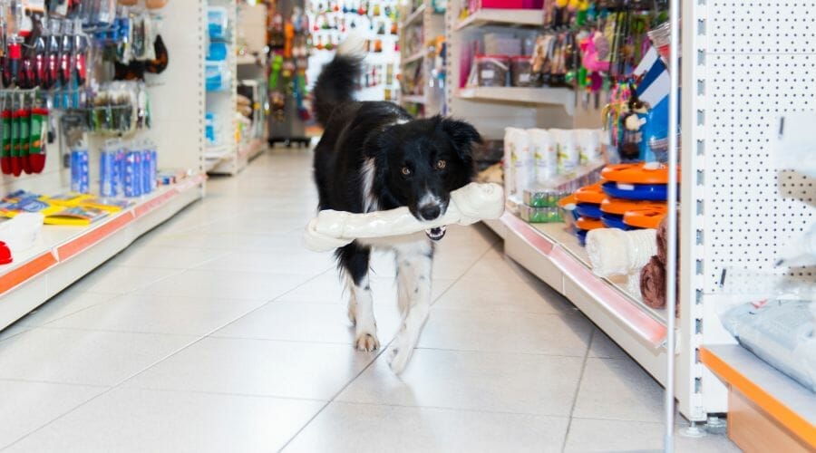 How Profitable Is A Pet Store? [With Examples]