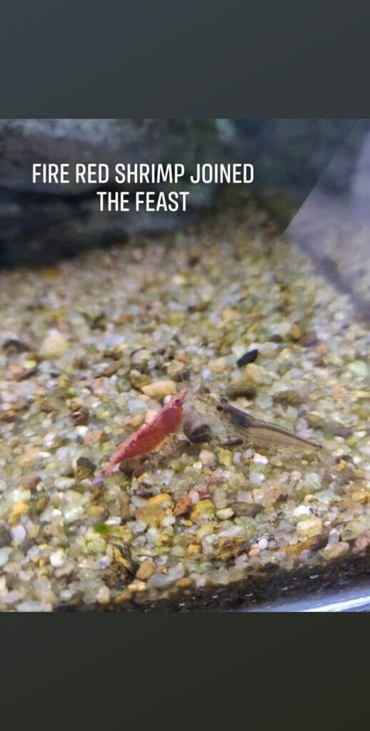 fire red shrimp joined amano shrimp in feast