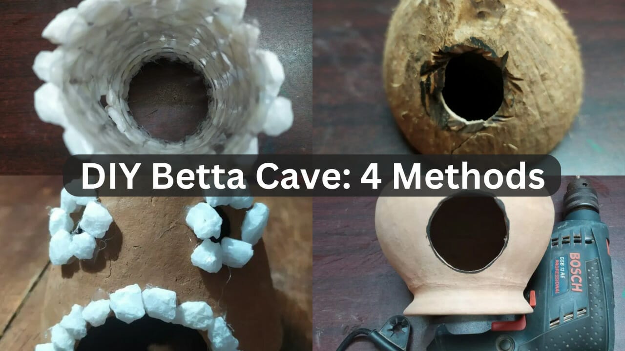 diy betta cave