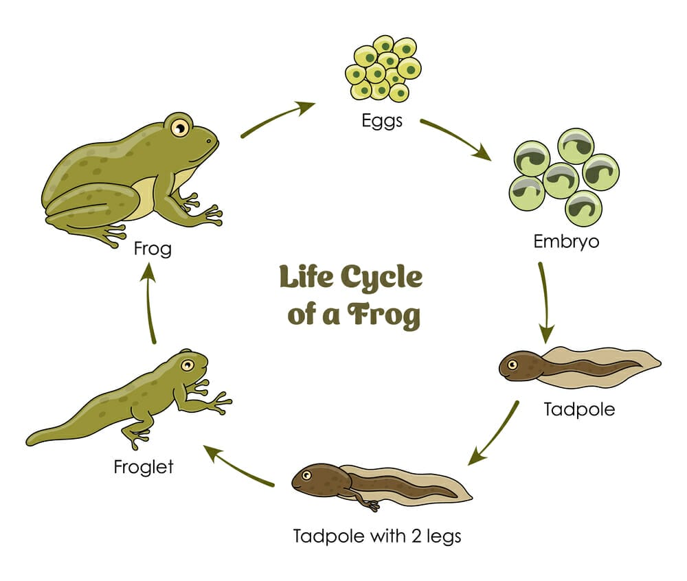 Life Cycle of a Frog 