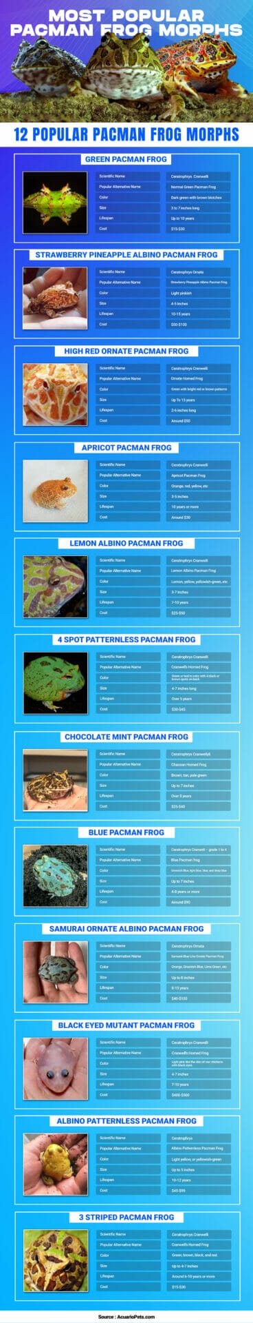 most popular pacman frog morphs