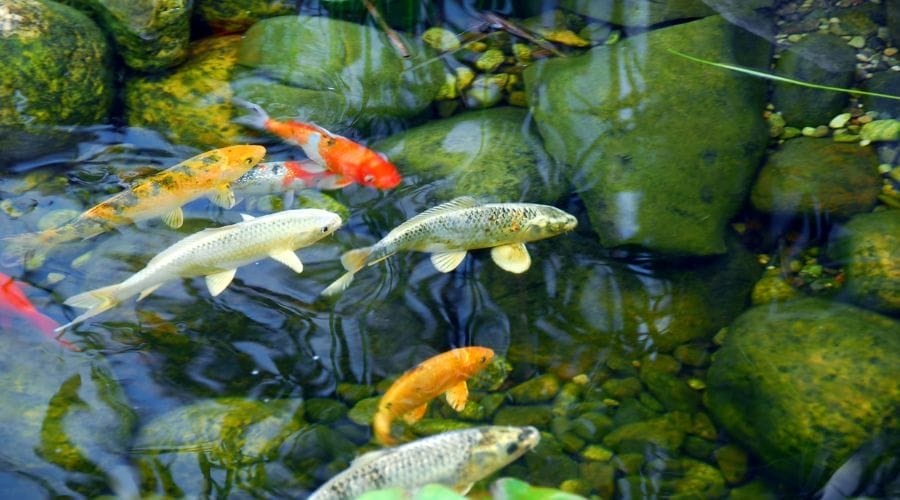 Do Koi Fish Eat Tadpoles? [Safe or Toxic] Acuario Pets